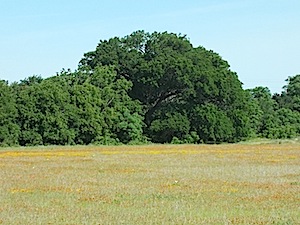 Berry Springs - Equestrian Trail Meadow